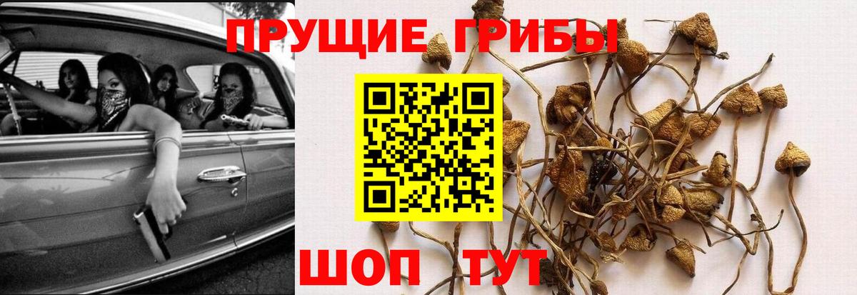 цены   Вход с VPN  Магнитогорск  Псилоцибиновые грибы Cubensis 